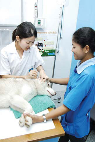 โรงพยาลาบสัตว์, สัตว์เลี้ยง